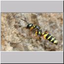 Cerceris arenaria - Grabwespe w11c 12mm Nestanflug mit Ruesselkaefer.jpg